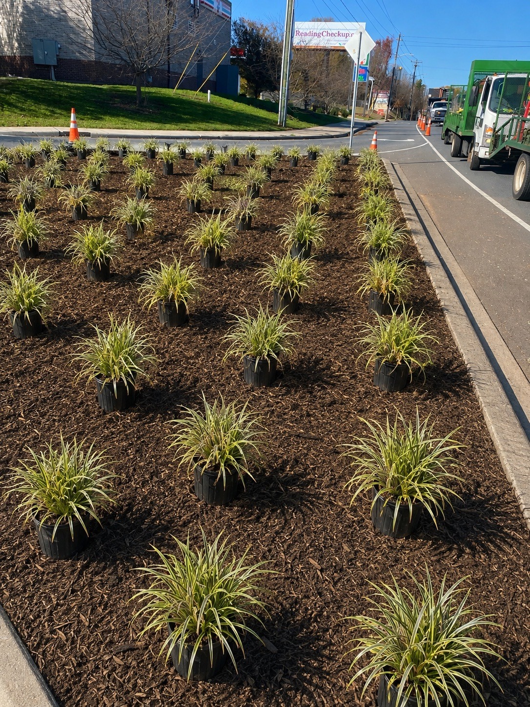 Commercial plants staged in layout positions before installation