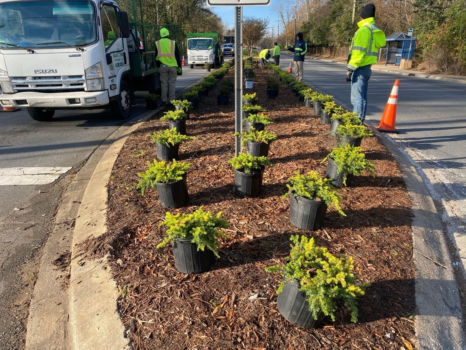Commercial shrub layout and installation